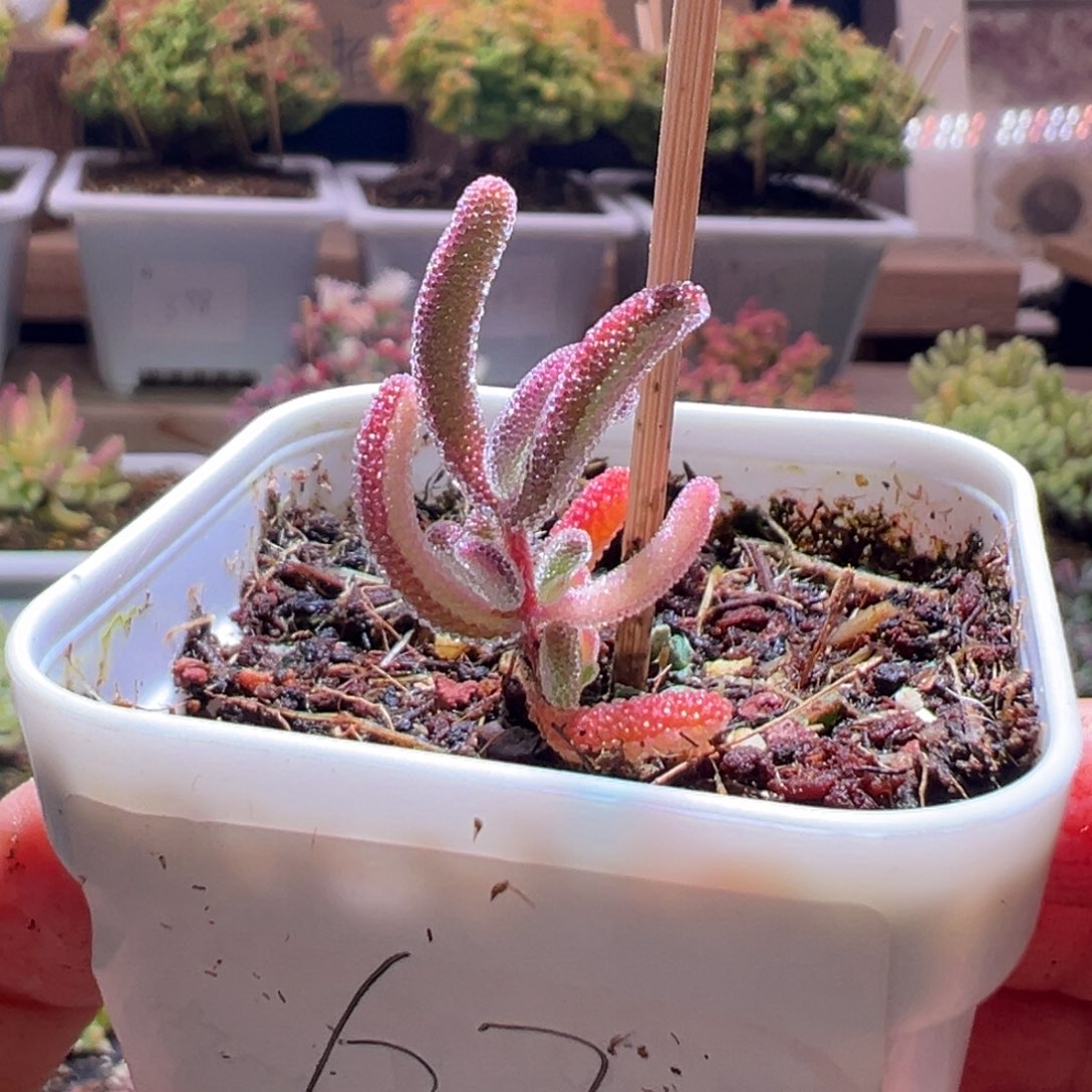 67钻石锦一物一拍包开箱