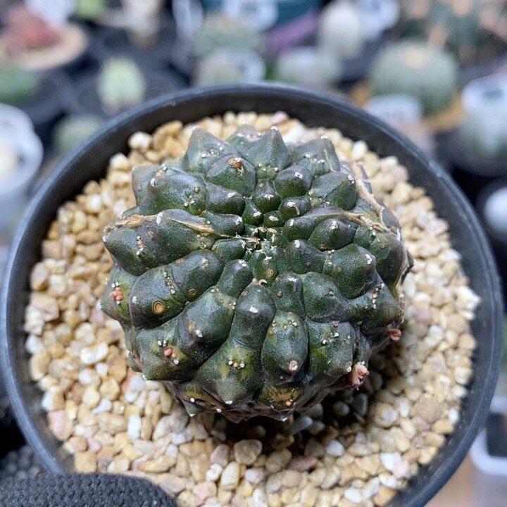 858号裸萼大戟4cm