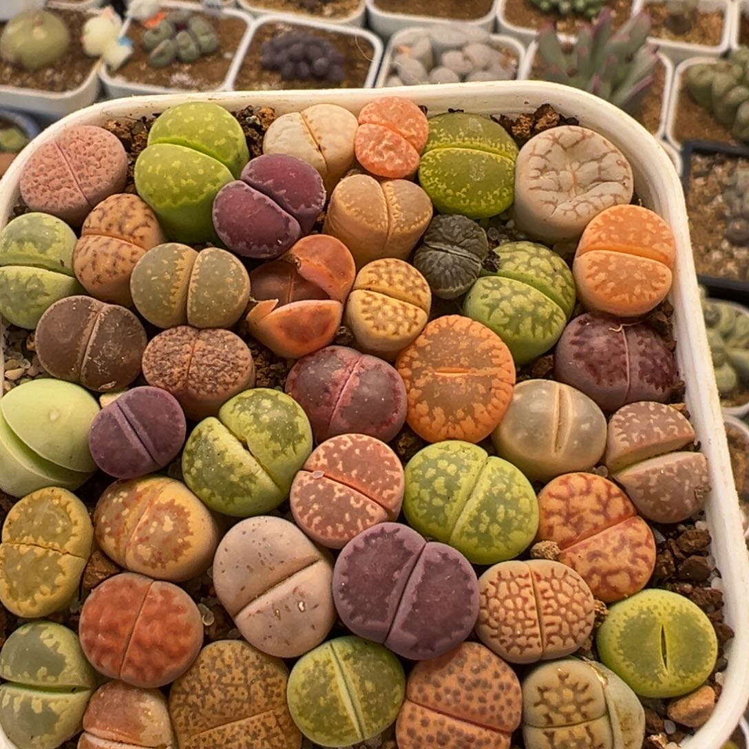 389多肉植物百科植物