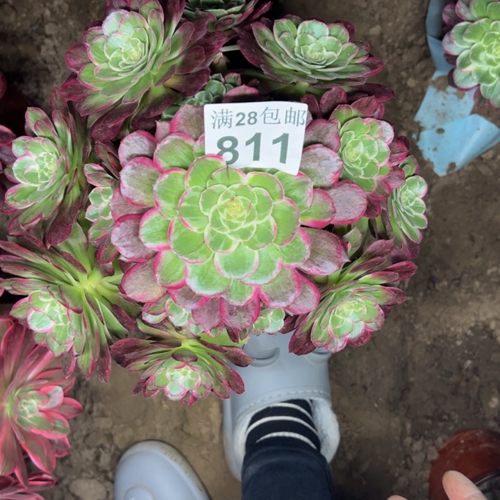 811水晶莲花多肉植物