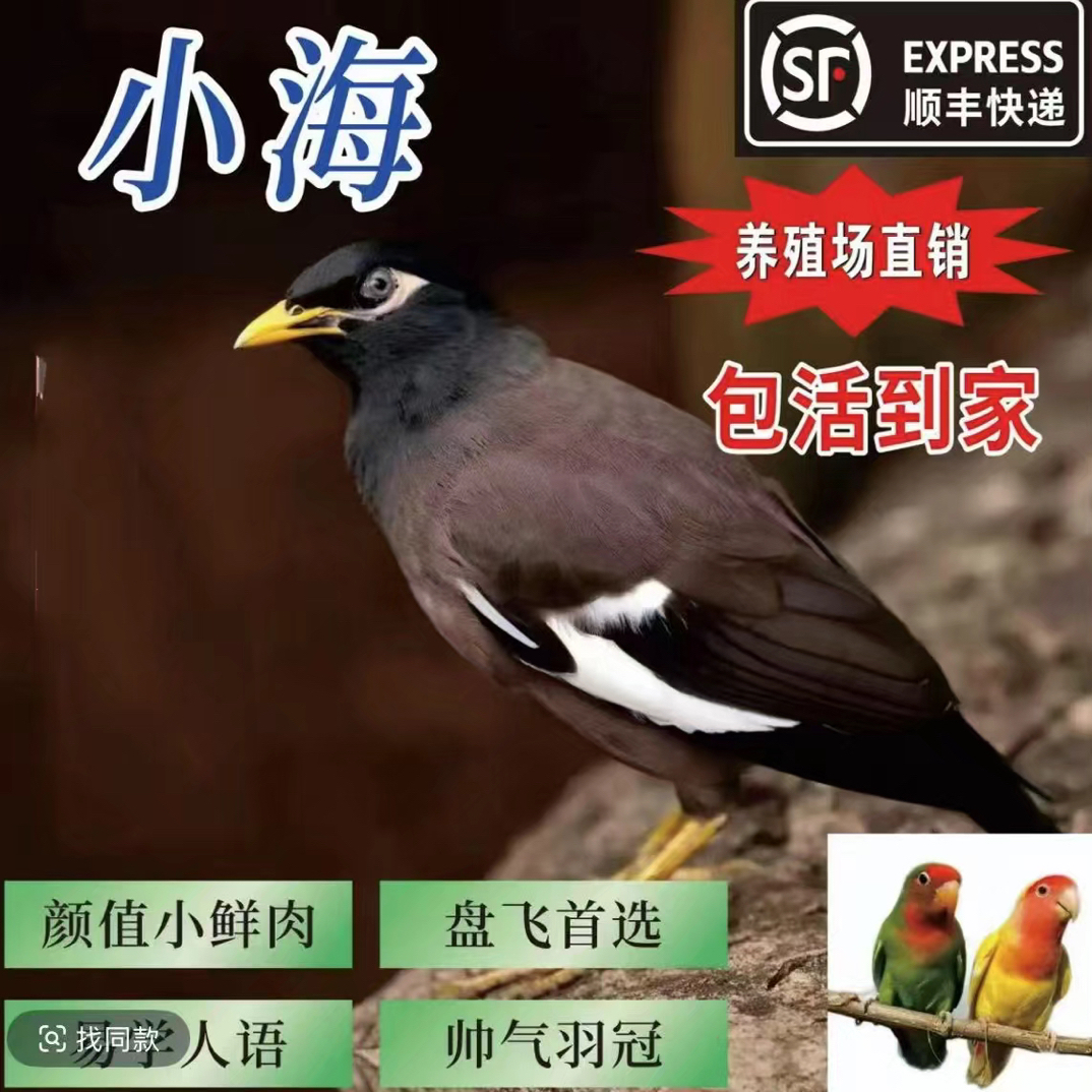 活体海八鹦鹉宠物回家可以教说话，广东发货介意勿拍