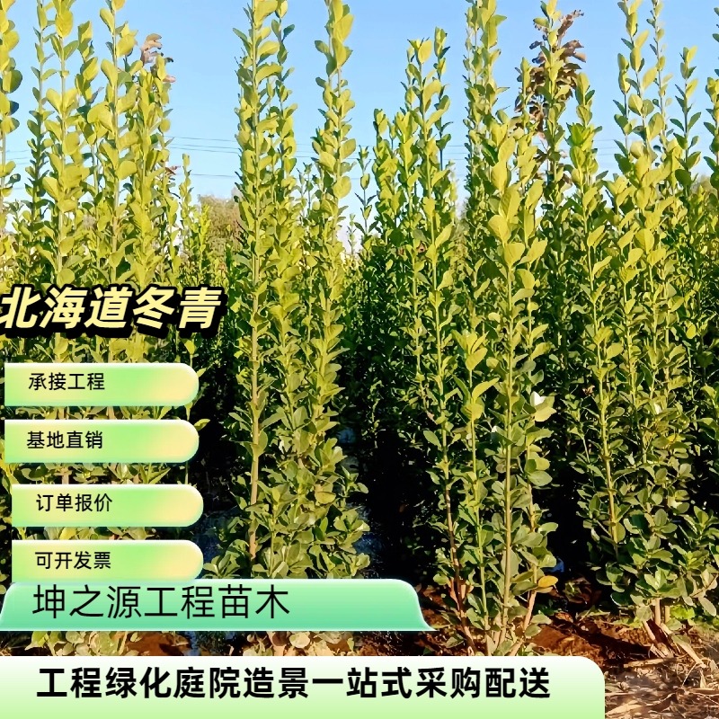 北海道黄杨篱笆冬青苗花园庭院围栏室外绿植绿叶户外绿化绿色植物