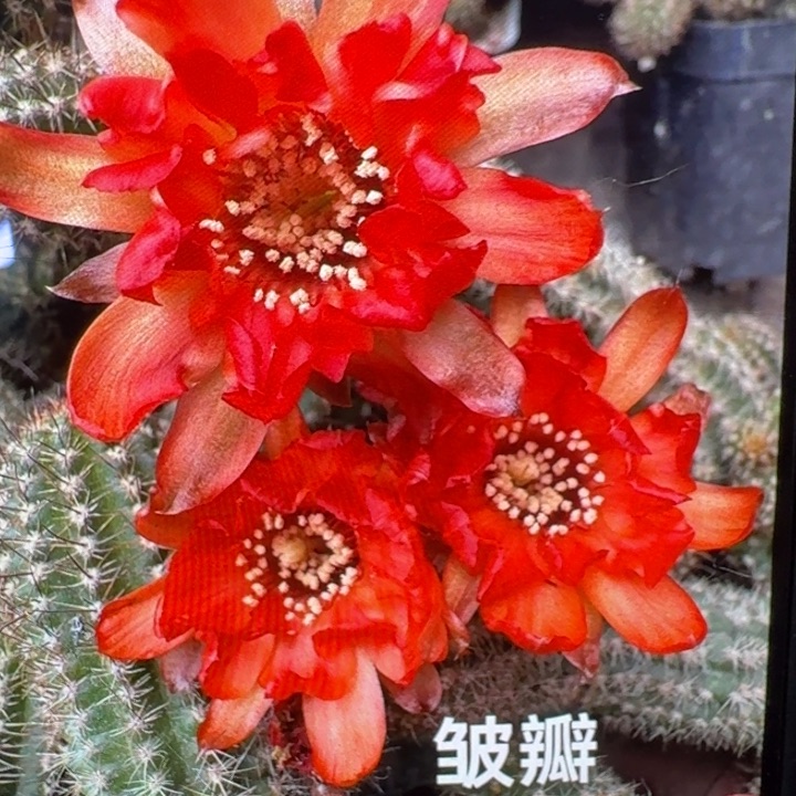 268白檀皱瓣3个无根侧牙，20包邮