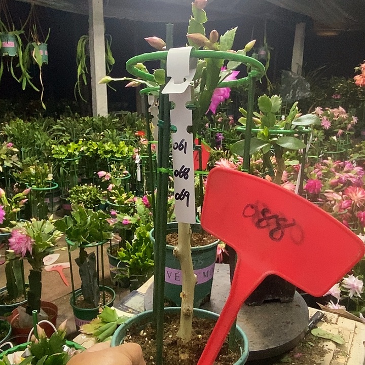 叶仙嫁接三色重瓣088