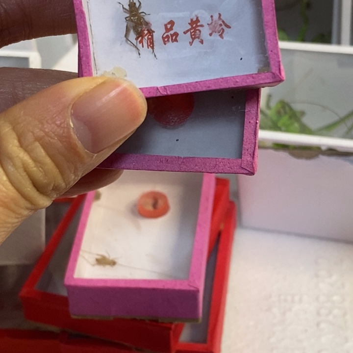 我在等着你回来呀