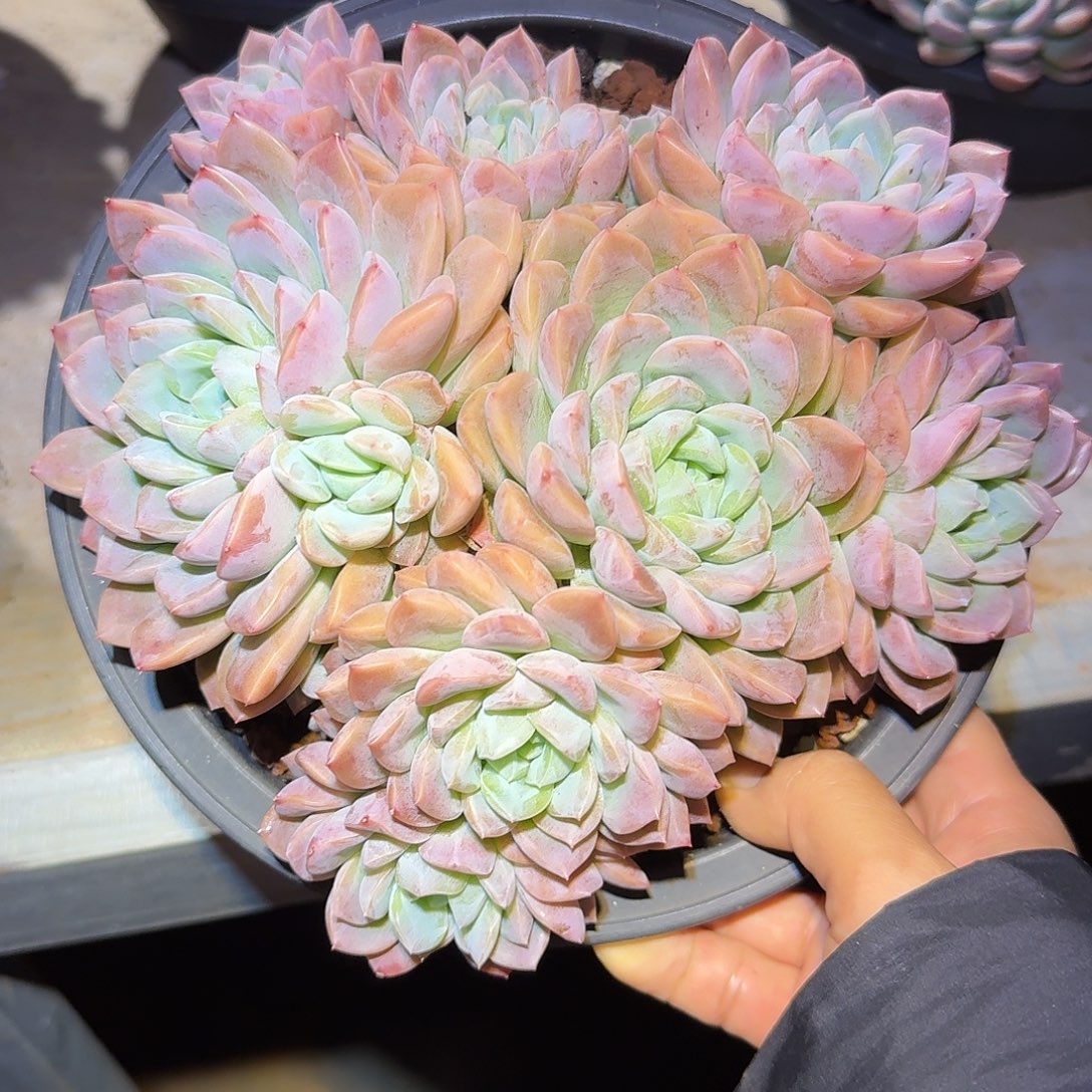 粉冰玉整无砍老桩群生