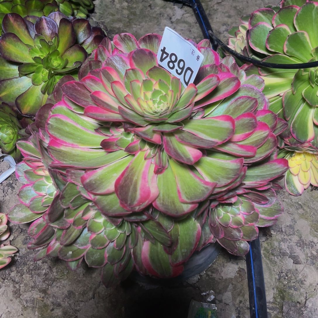 海燕法师28-22包邮法师