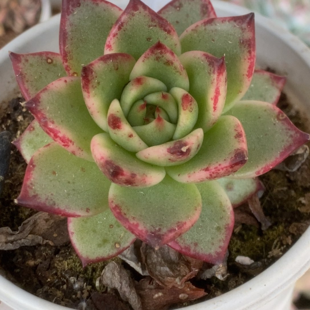 348东云杂锦锦锦锦锦锦