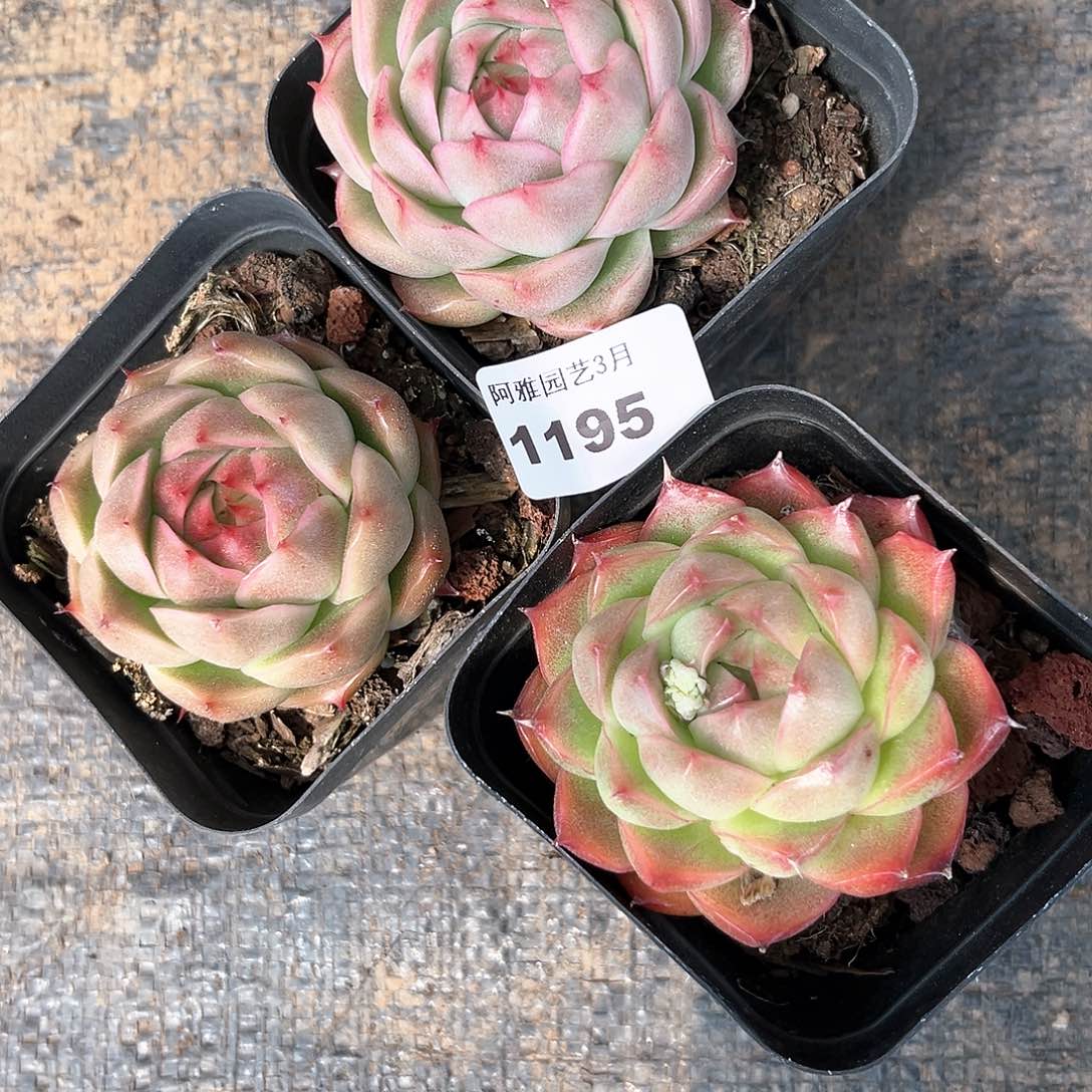 阿雅园艺。    1195