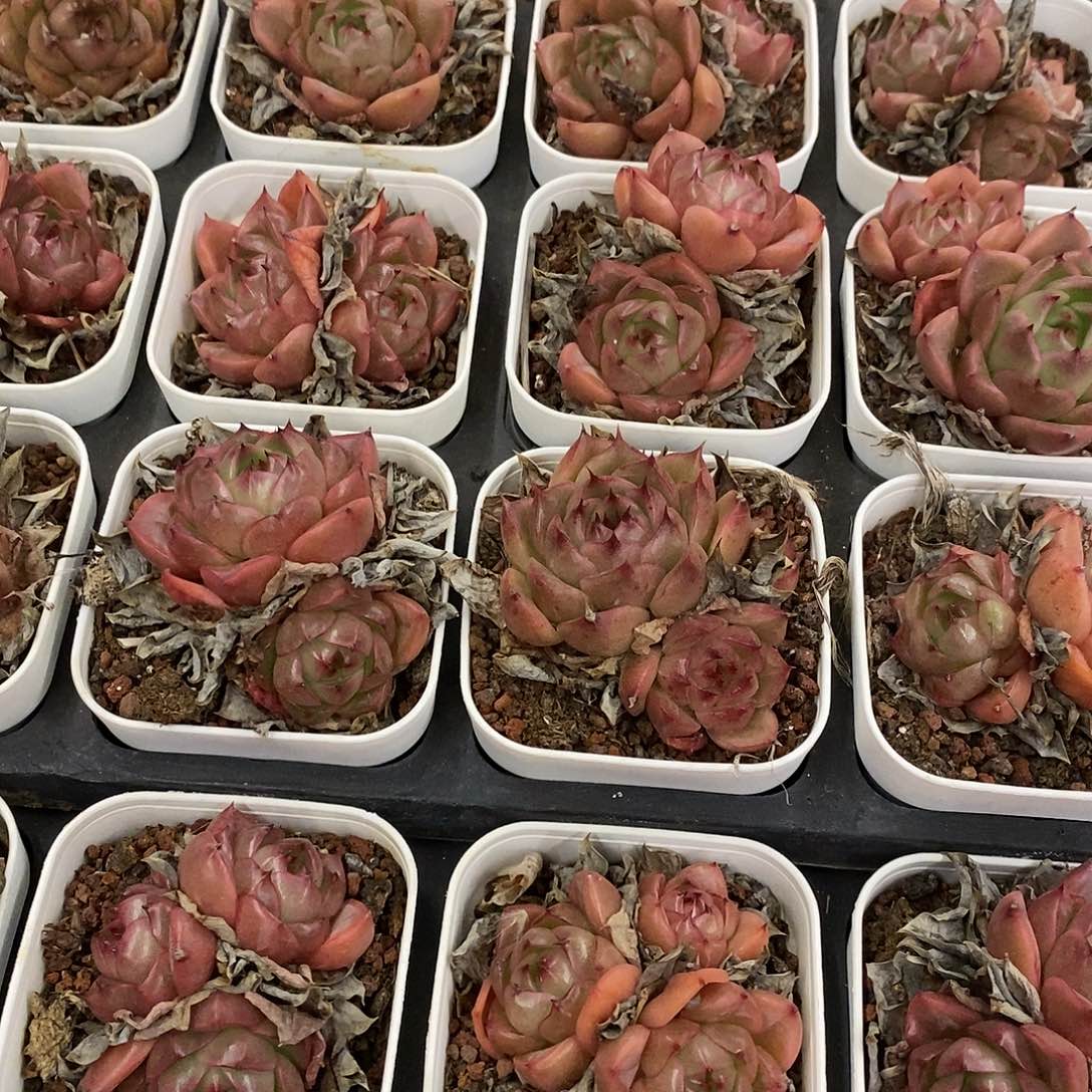 12。皮亚娜珍妮双头起