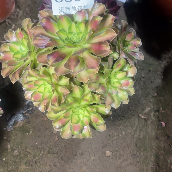 3893韶华的人多肉的