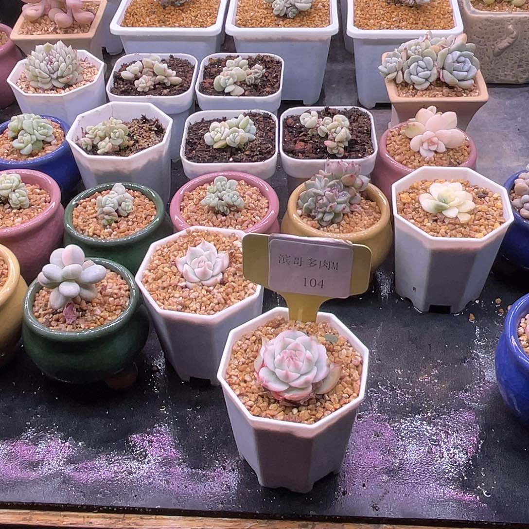 p****-滨哥多肉M104吉娃娃锦