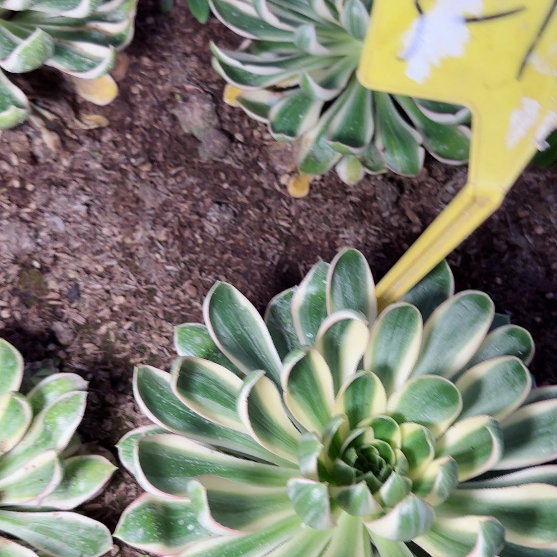 3-1188+--多头多肉植物