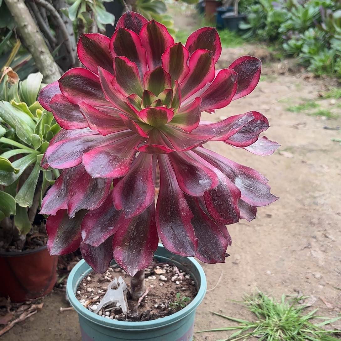 红陶哈哈哈哈哈哈哈哈哈