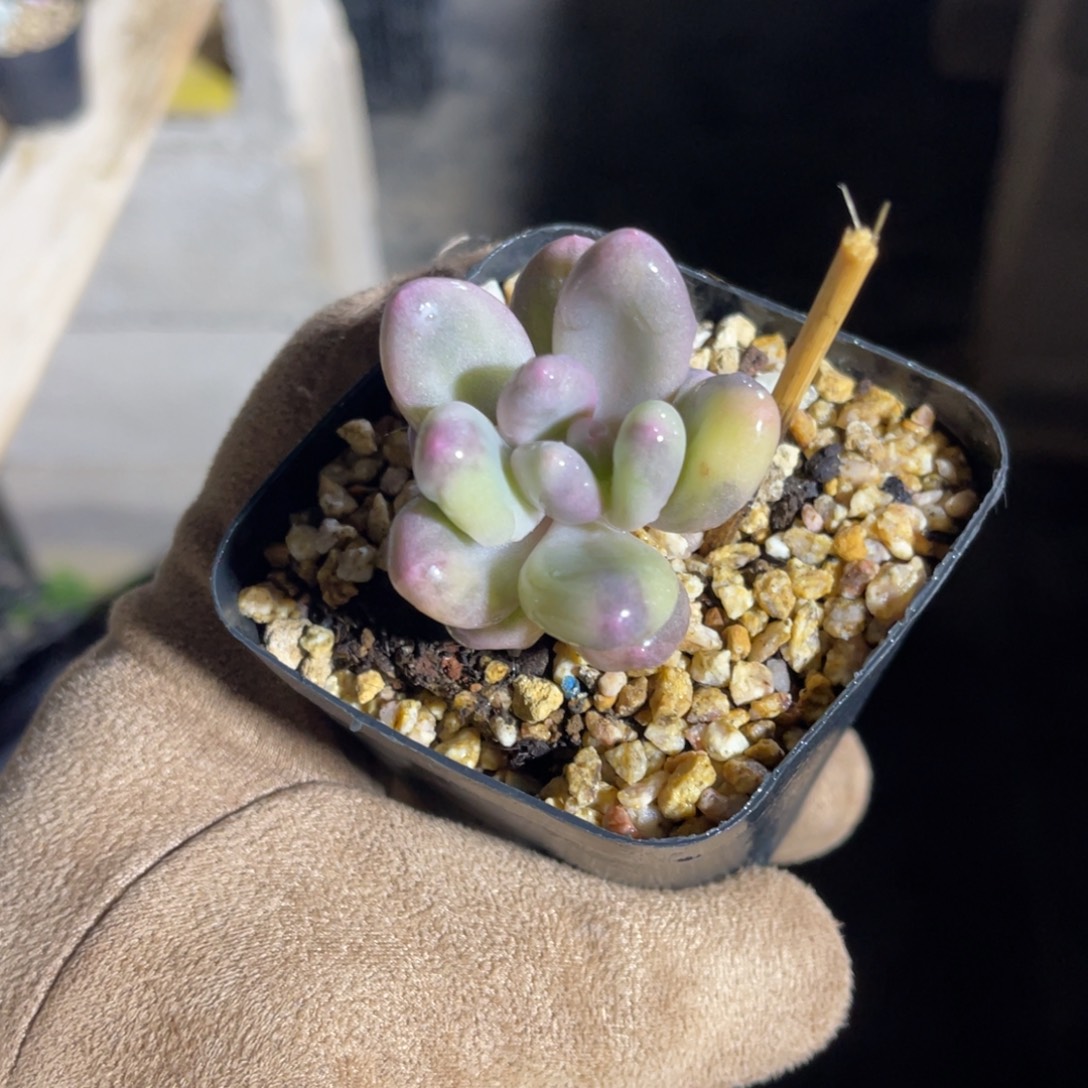 奶酪锦一物一拍不支持退换