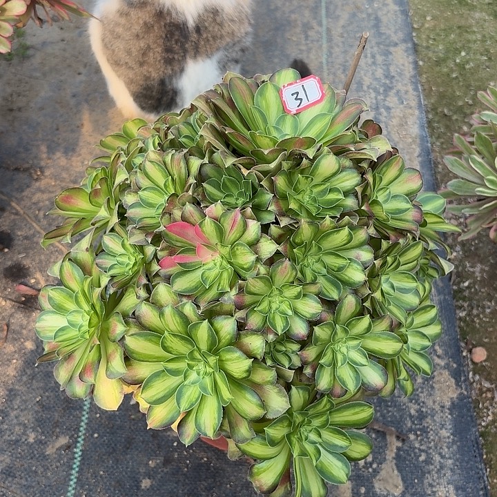 韶华31多肉植物法师