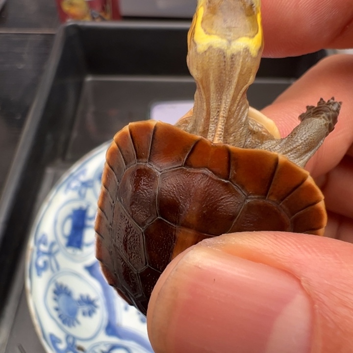 浅***浅绿毛龟母安安安安安安安安