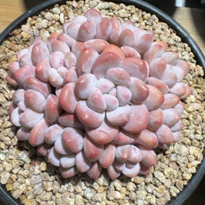 多肉植物香水手捧