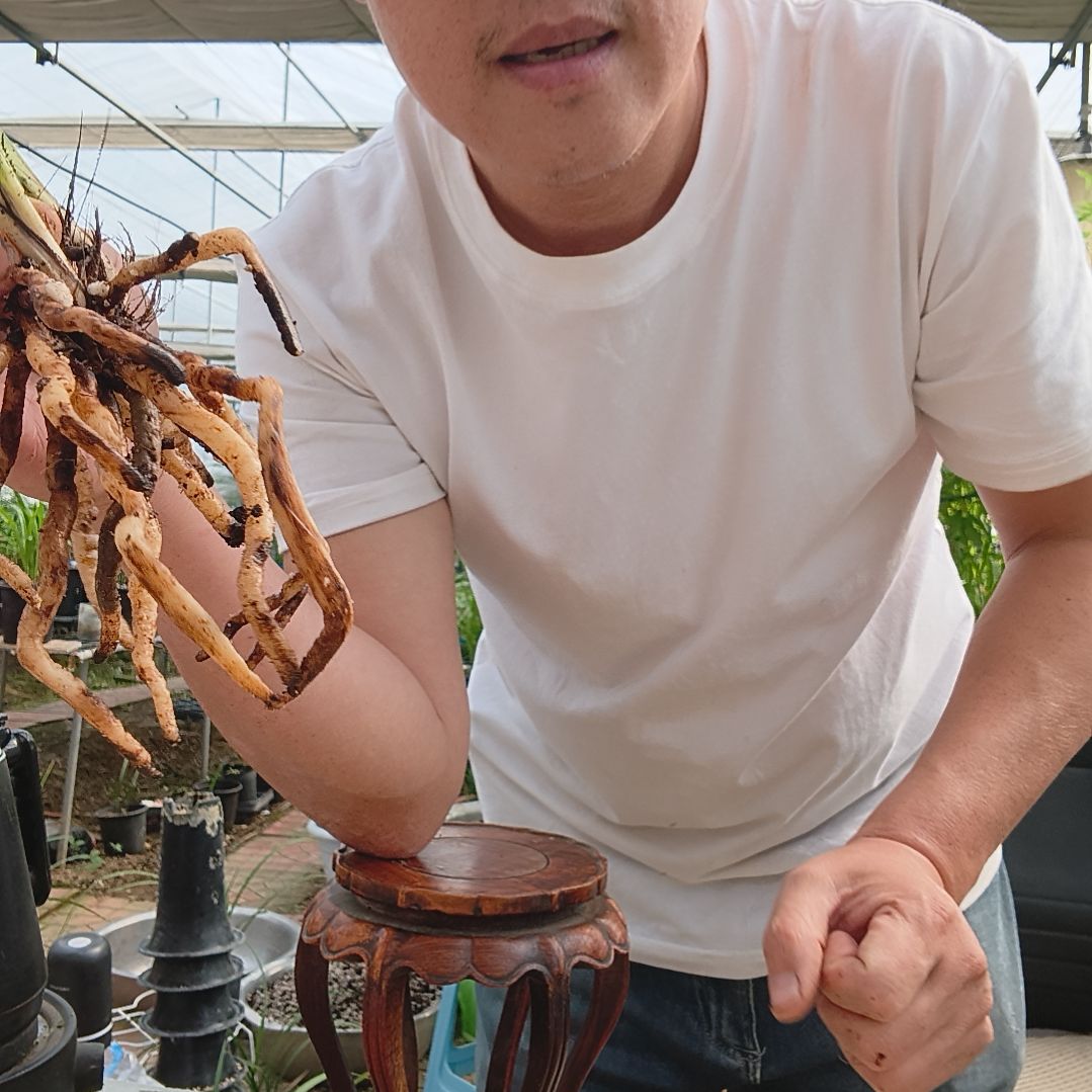 也***晴无花朵蕙兰长寿梅