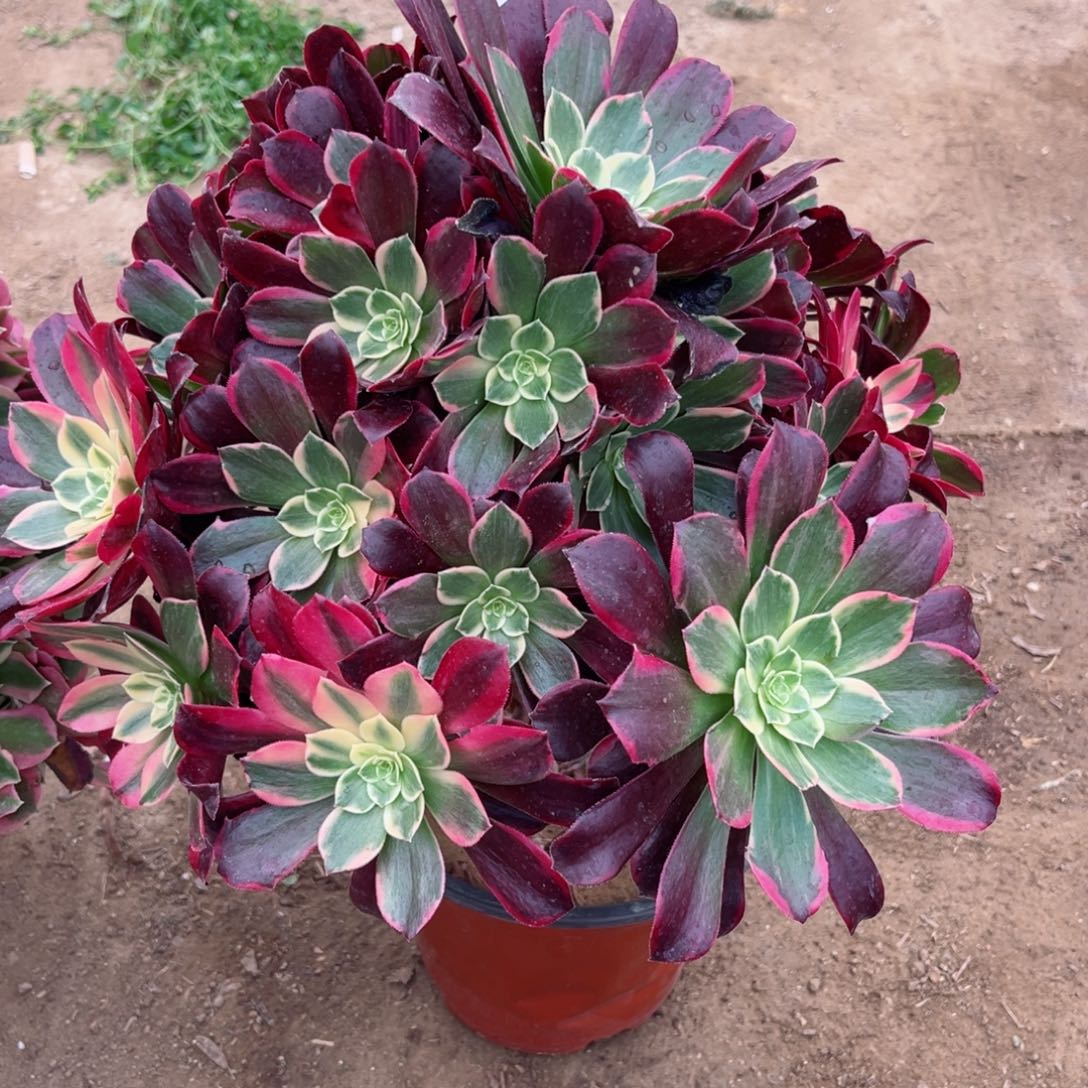 824金丝雀多肉植物