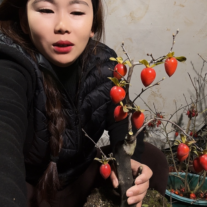 良***景完全开放老鸭柿子