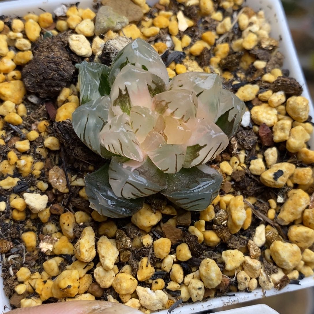 741号水中月玉露锦