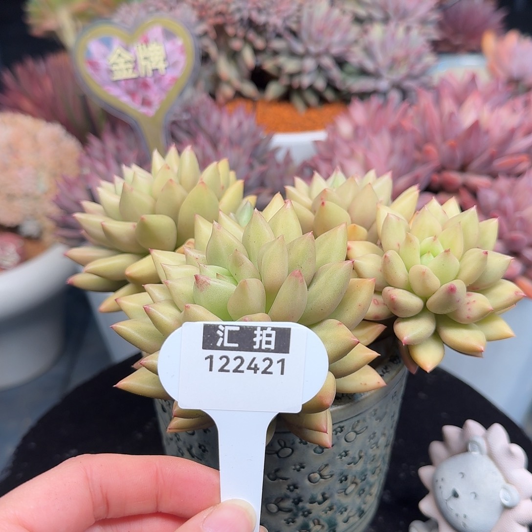 精品多肉植物122421