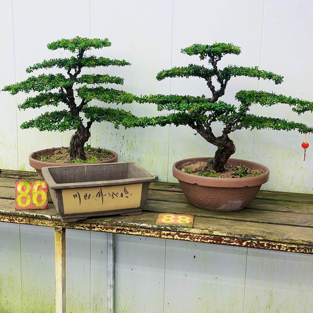 完全开放罗汉松盆景艺术