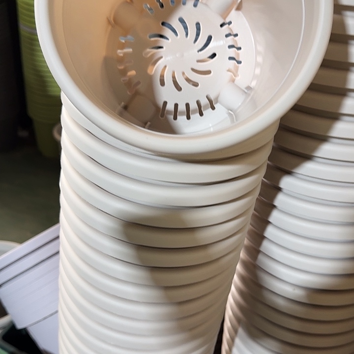 四季3号灰白无托10个微瑕