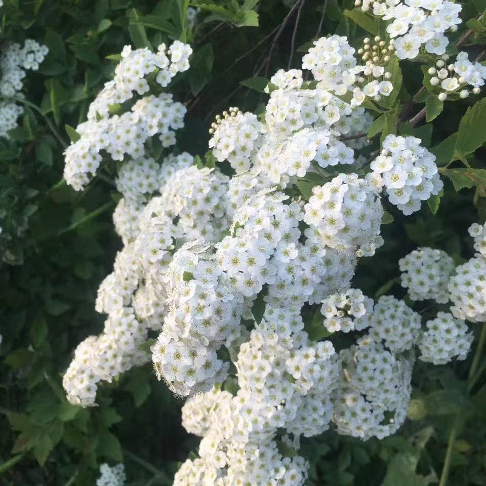 菱叶绣线菊小手球庭院别墅绿植 珍珠梅树苗 盆栽白色梅花苗 