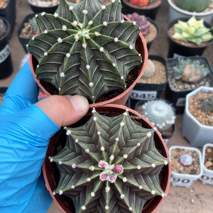 马*104实生大肋骨2颗