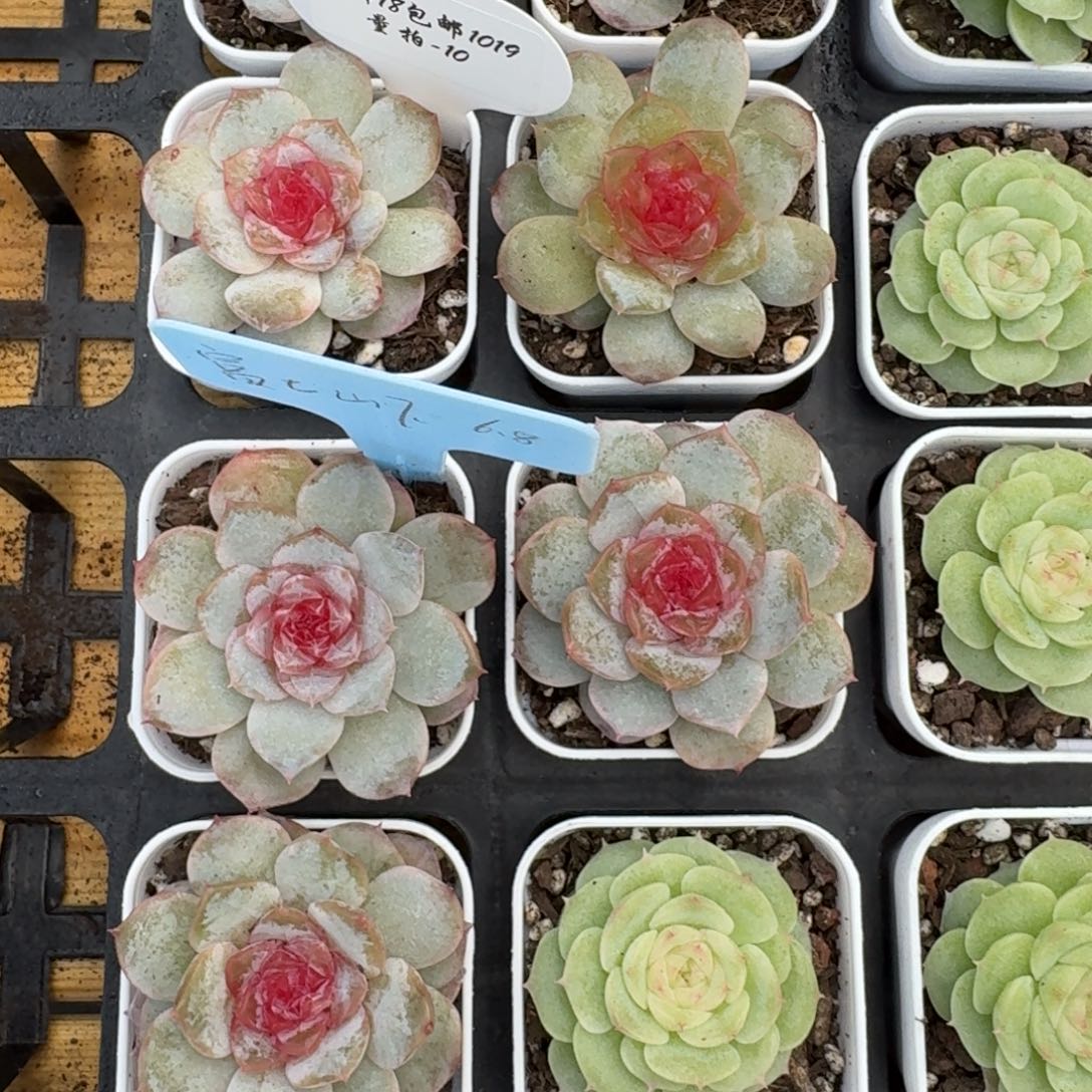 1019-010-富士山下一颗量拍