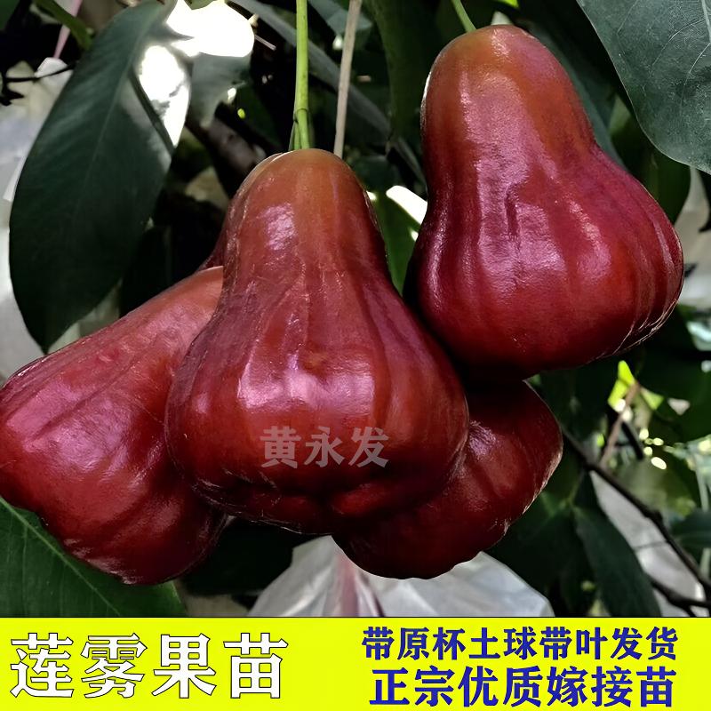 黑糖芭比莲雾苗树苗黑金刚嫁接苗无核大果南方种植大叶红莲雾果苗