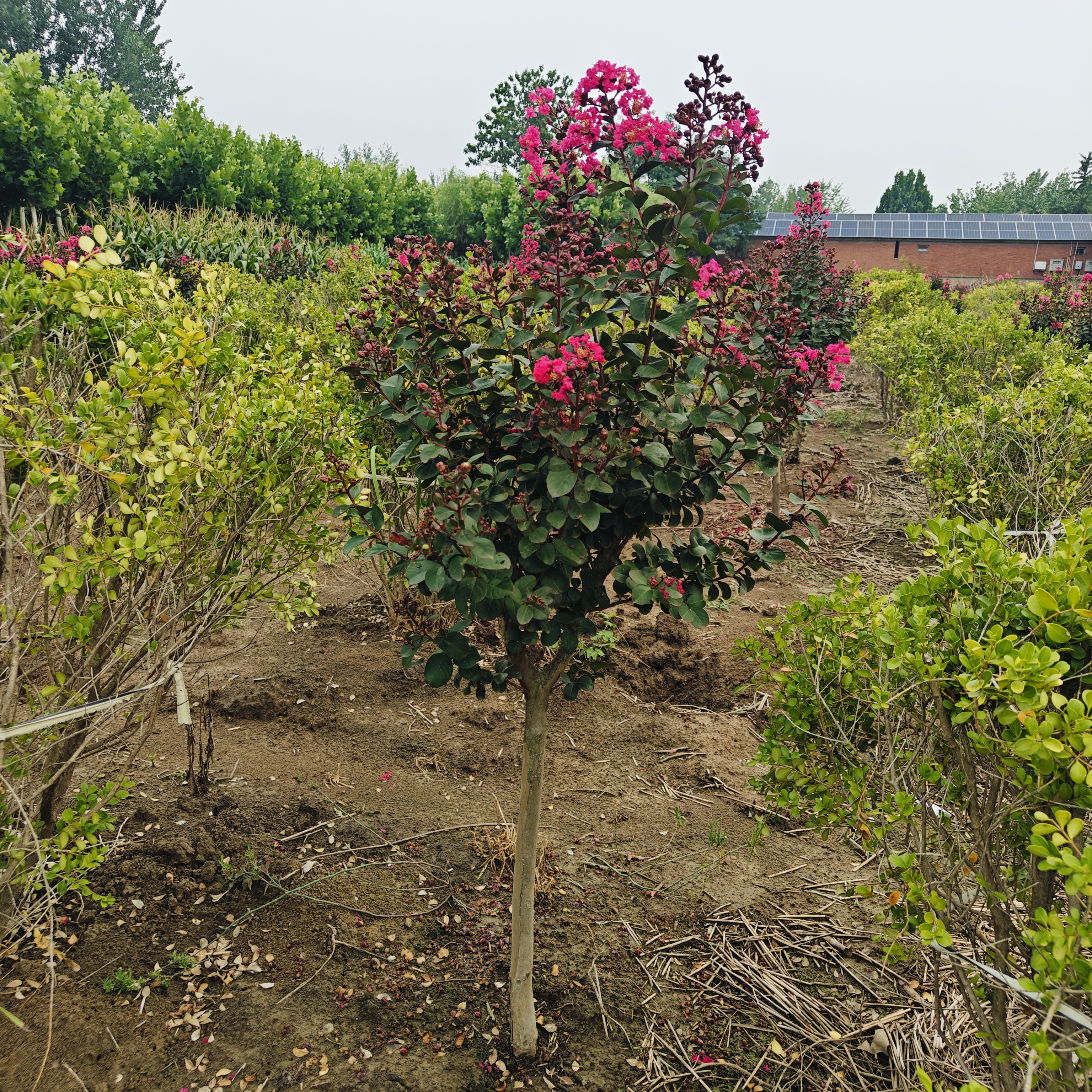 红火箭紫薇花卉盆栽树苗耐寒耐热适合南北方别墅庭院种植花卉绿植