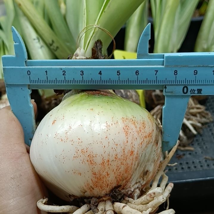 无花朵白鬼7.5裸球发货