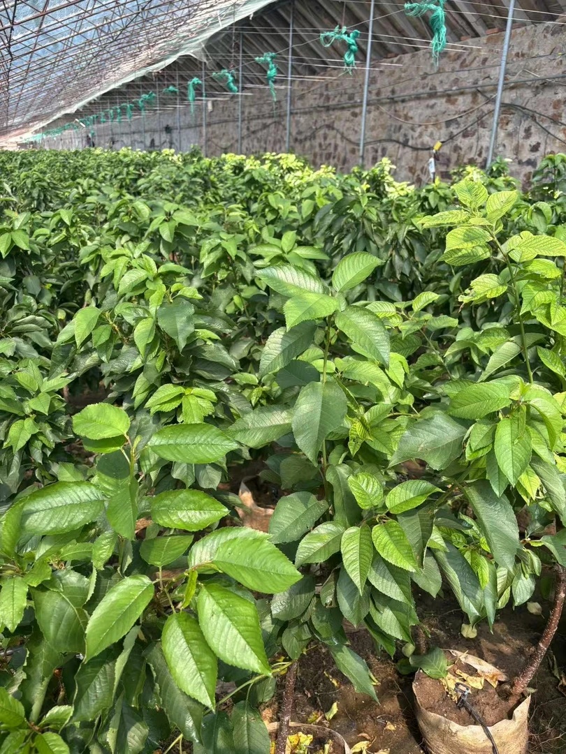 D黑抮珠花卉盆栽南北方种植(果子熟了，路上掉果、坏果接受拍）