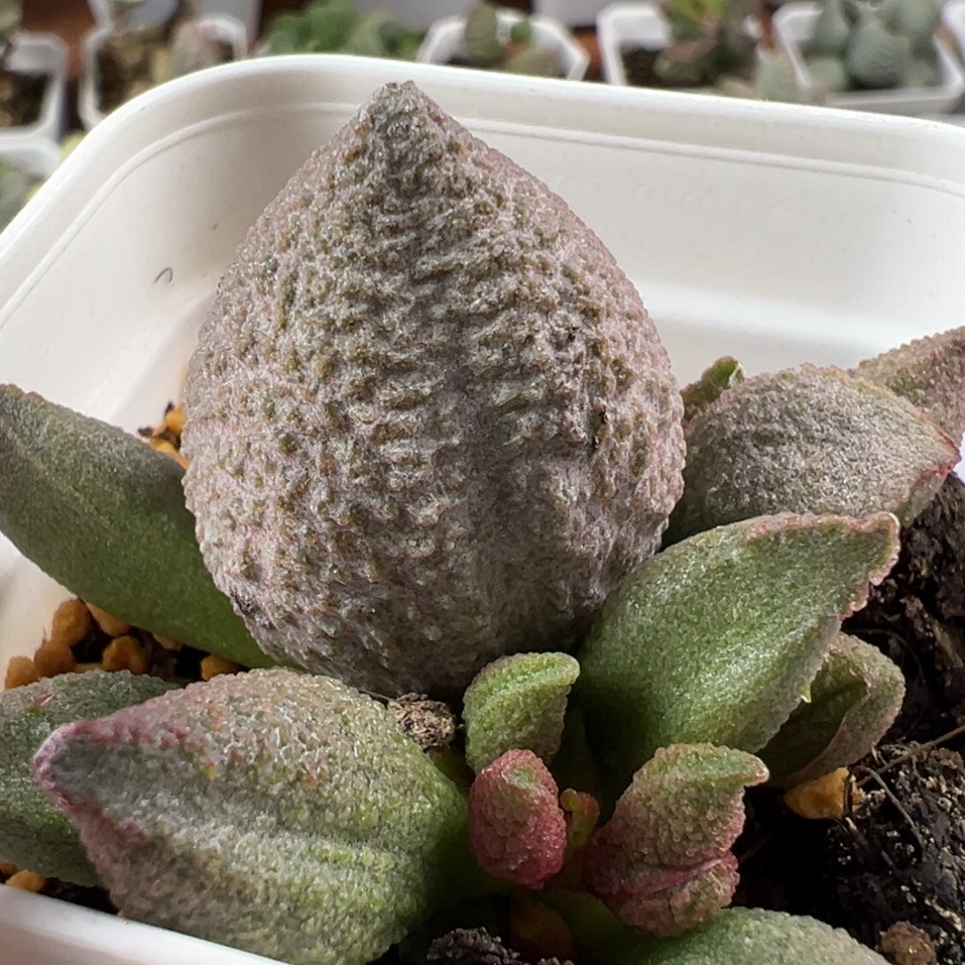 小***，实生新品大苗多肉植物水泡