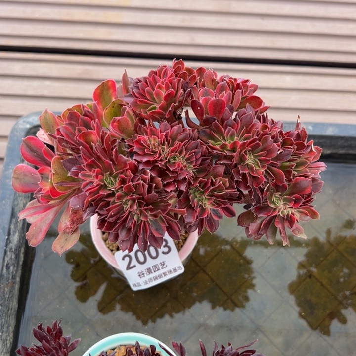 2003香妃朵缀（自然朵迷你款）