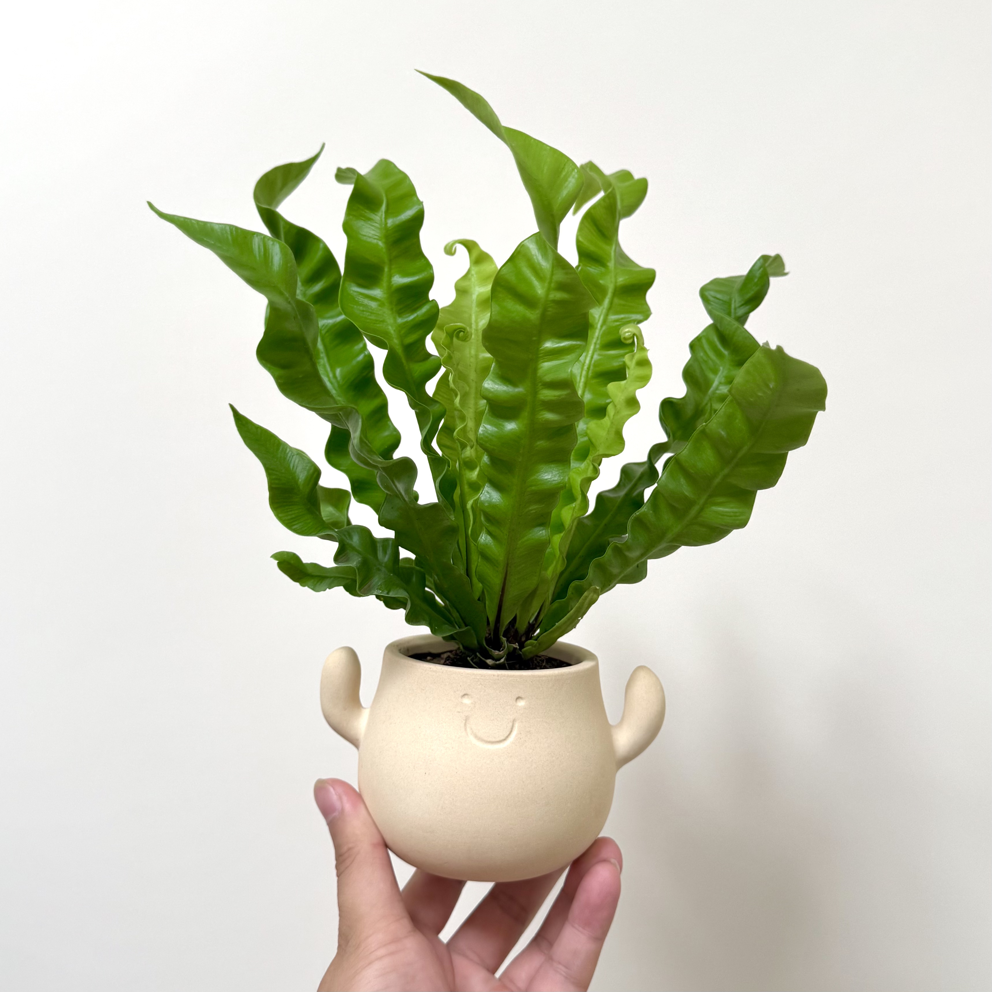 火焰鸟巢蕨蕨类植物盆栽盆景室内客厅浴室阳台观叶好养花卉绿植