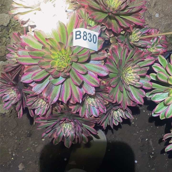 多肉法师830号夕颜发货不包损