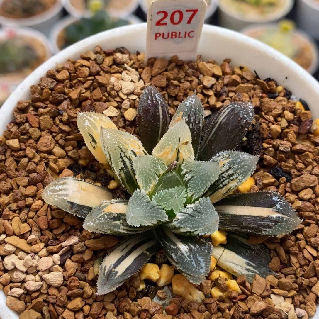 207白帝城十二卷多肉植物