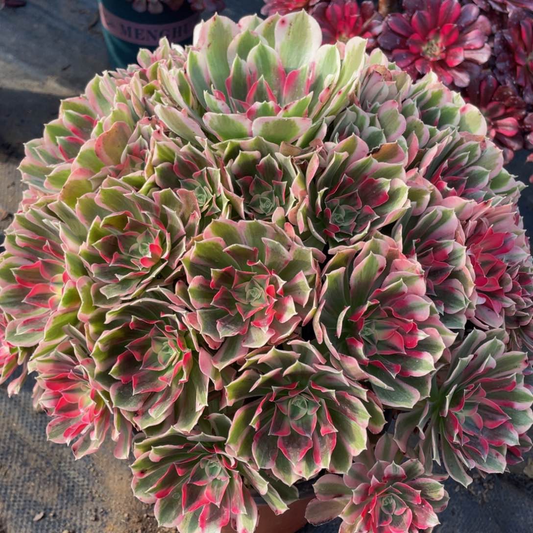 349大大男神精品法师老桩