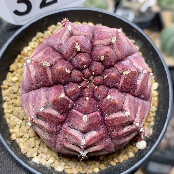 328号紫皮梦想6cm