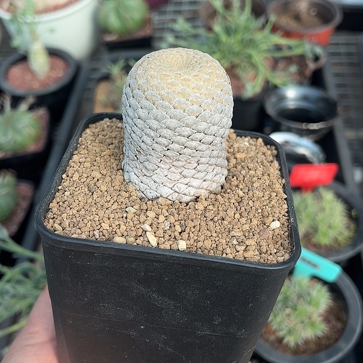 鱼鳞大戟多肉植物