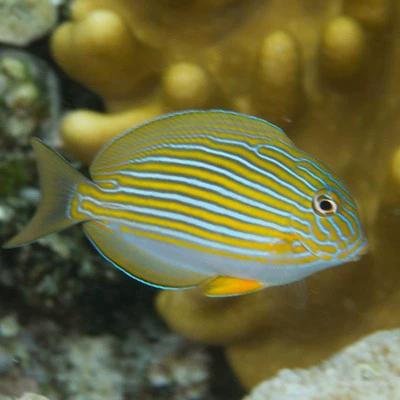 纹吊海水鱼观赏鱼渔场直发默认顺丰不包邮