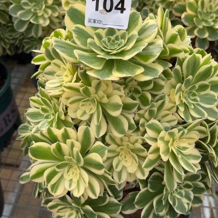 104碧玉25厘米左右