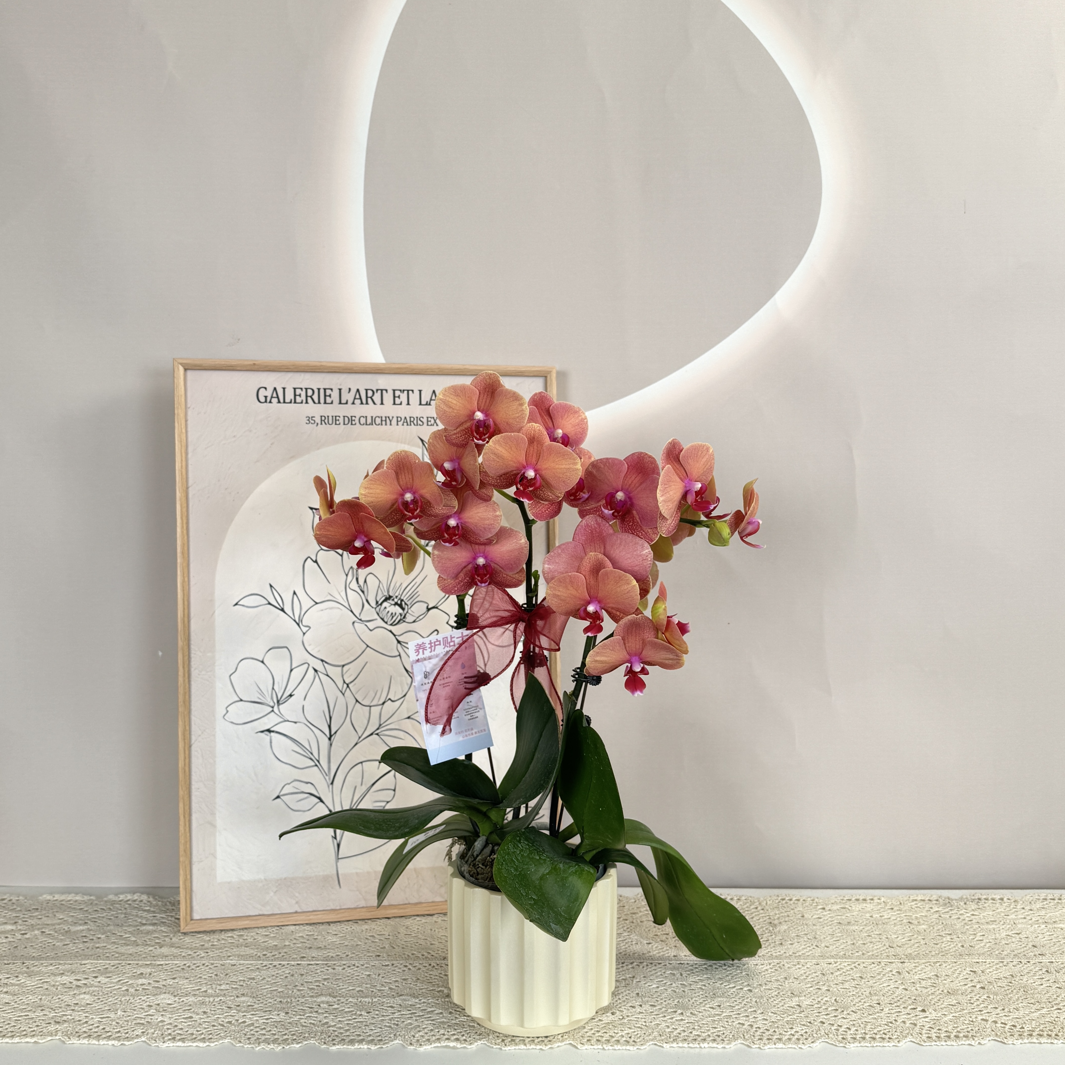 【金桔】蝴蝶兰 蜡质橙色花 经典品种办公室茶桌 送人送礼