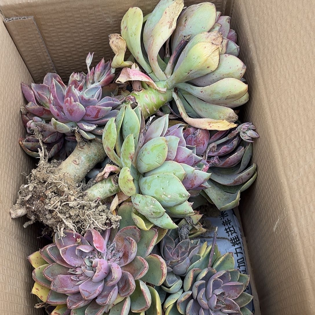 鹰***87号紫气东来不售后