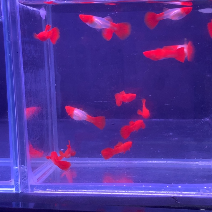 孔雀鱼红头13条孔雀鱼