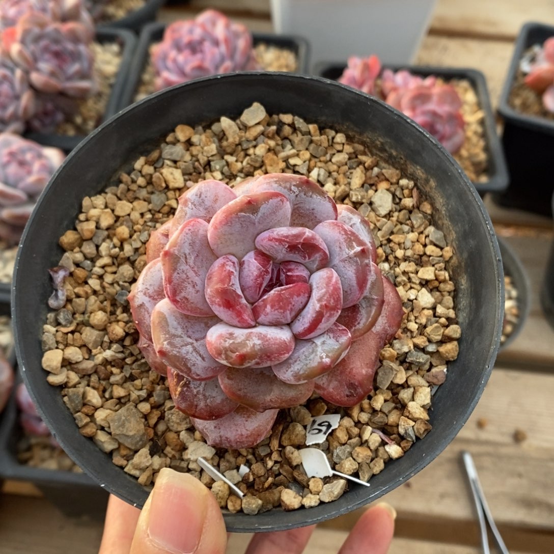 单口鸡腿装胖体紫心